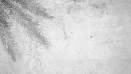 Palm leaf shadows on a white wall