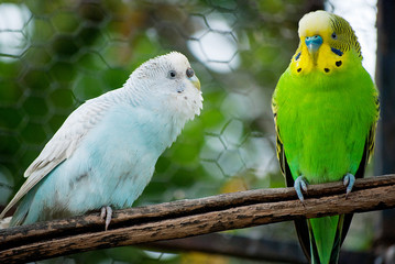 periquitos australiano