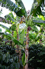 Beautiful plantain tree farm.  Banana trees on Puerto Rican coffee farm, natural lighting. Organic farm in Puerto Rico mountains, fresh plantains on plantation. Agriculture and farming of banana trees