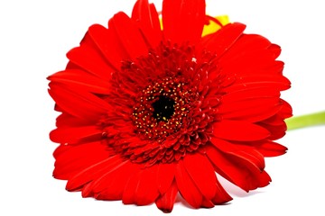 Closeup of Red Flower
