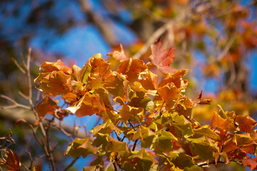 Fall Leaves