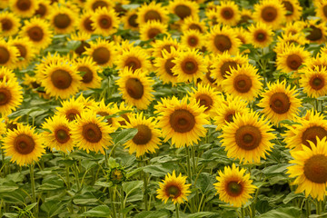 Sunflower field landscape. field of blooming sunflowers on a background sunset. Sunflower natural background, Sunflower blooming
