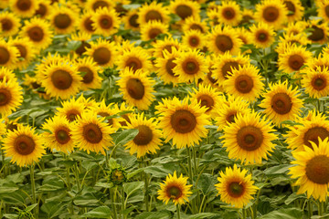 Fototapeta na wymiar Sunflower field landscape. field of blooming sunflowers on a background sunset. Sunflower natural background, Sunflower blooming
