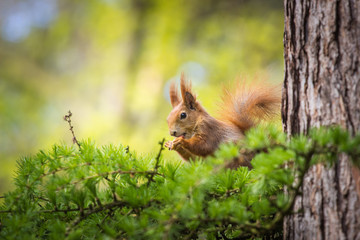 squirrel on a tree