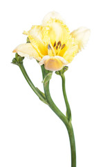 Naklejka na ściany i meble Daylily (Hemerocallis) yellow flower close-up isolated on white background