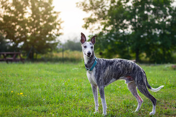 Whippet standing at garden. Cute purebred dog outdoors. Young greyhound