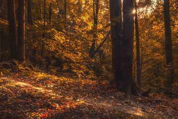 autumn forest at sunset with the sun shining through the trees