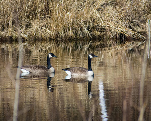 Geese