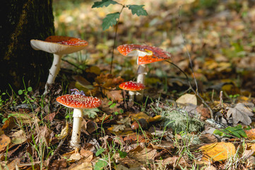 Amanita muscaria mushrooms growing wild in the autumnal forest