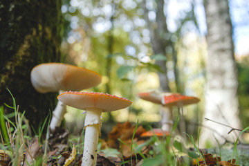 Amanita muscaria wild mushrooms in the forest