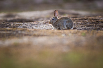rabbit in grass