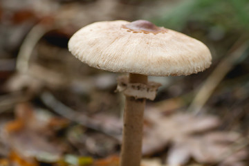 Detail of macrolepiota procera wild mushroom