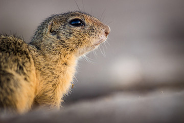 squirrel in park