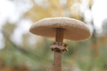 Macrolepiota procera wild mushroom close up