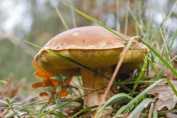Boletus edulis mushroom growing wild in the forest