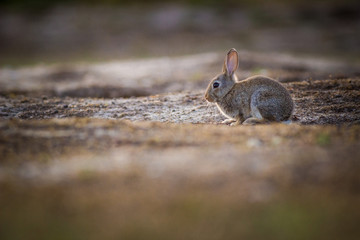 rabbit