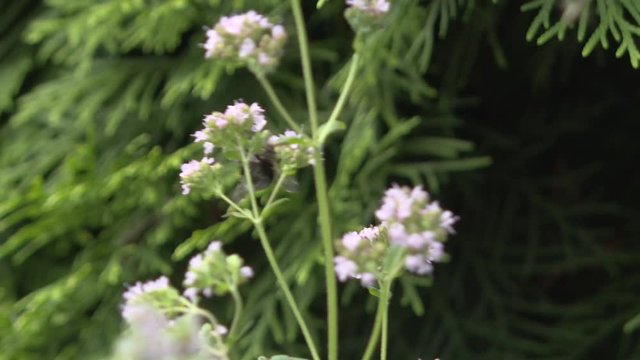 Bumblebee on pink flowering plant. Bee on Monarda fistulosa pink flower. Wild bergamot or bee balm wildflower. A fuzzy bumblebee gathering nectar on a flowering herb.