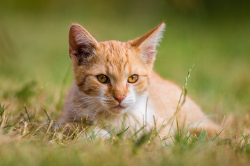 cat on the grass