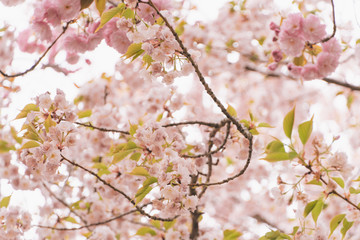 cherry blossom in spring,Background material full of blooming cherry blossoms