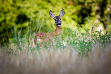 deer in grass