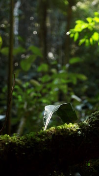 Rainforest 