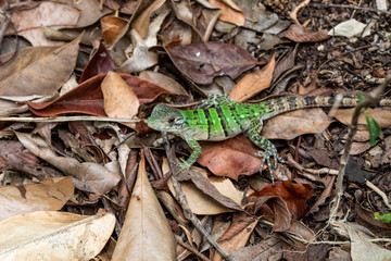 Iguana in Tulum quintana Roo Mexico