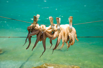 Octopus hangin on a line at Crete, Greece