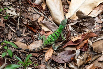 Iguana in Tulum quintana Roo Mexico