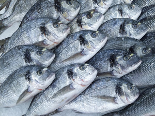 Raw fresh gilt-head bream fish on mediterranean market counter. Many fish Dorado. Close-up raw fresh sea bream fish on ice in market store. Dorado fish background.