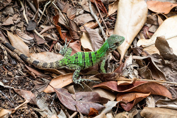 Iguana in Tulum quintana Roo Mexico