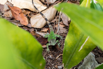 Iguana in Tulum quintana Roo Mexico