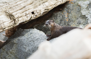 River otter on the beach