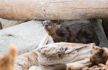 River otter on the beach