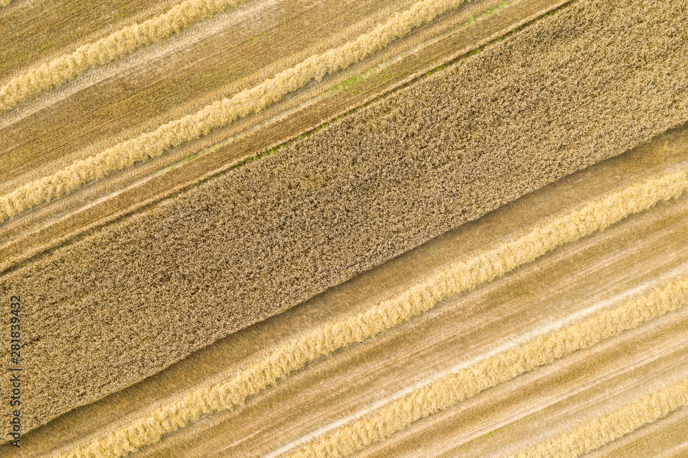 Wall mural Wheat field from above