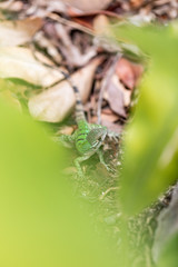 Iguana in Tulum quintana Roo Mexico