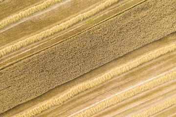 Wheat field from above