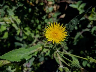 Diente de león solitaria