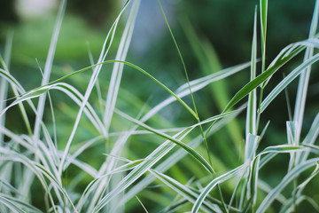 Phalaris arundinacea grass. Green and white leaves of Falaris.  Abstract striped grass. Texture green background.