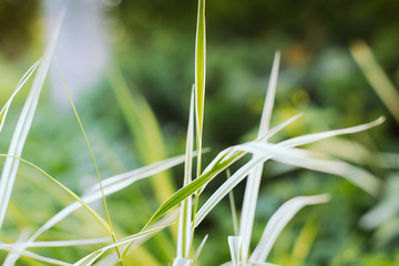 Phalaris arundinacea grass. Green and white leaves of Falaris.  Abstract striped grass. Texture green background.