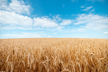 Ripe wheat on a sunny day