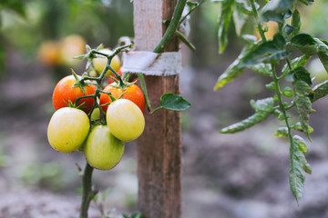 Fresh yellow and red organic cherry tomatoes. Ripe and unripe tomatoes hanging on tomato bush in the garden. 
