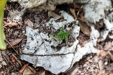 Iguana in Tulum quintana Roo Mexico
