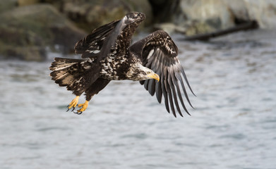 Immature bald eagle