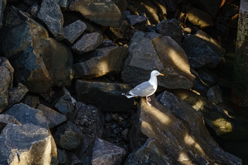 Norwegen, Lofoten, Kirche, Statue, Rentiere, Polarnacht