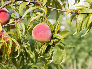 Prunus persica | Pêche colorée et parfumée sur branches