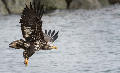 Immature bald eagle