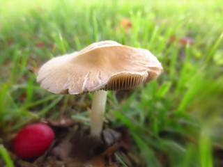 mushroom in the grass