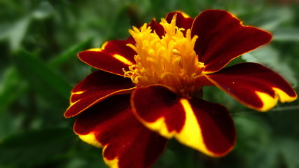 red-yellow flower
