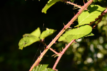 stachelige Pflanzen und Blätter