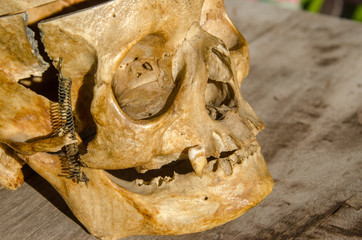 skull human older woman part of body death halloween
